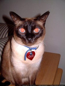 133235033_77bbce4e07