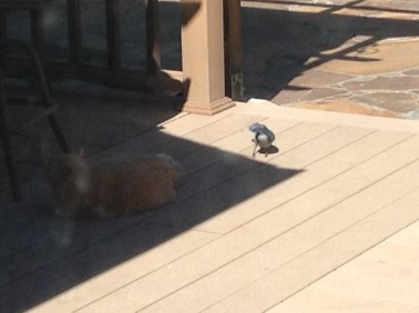 Hey, cat!  Hey, cat!  Hey!  Hey!  Hey, cat!