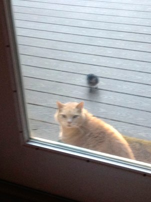 Come on, now. Seriously.  You can't even hold the camera steady, and he's getting closer.  Open the door.  This is humiliating.